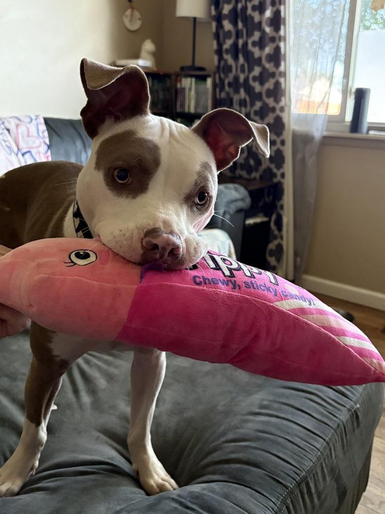 Enlarge Brawnie, a Adoptable mixed breed in Plymouth, MI image 2/6