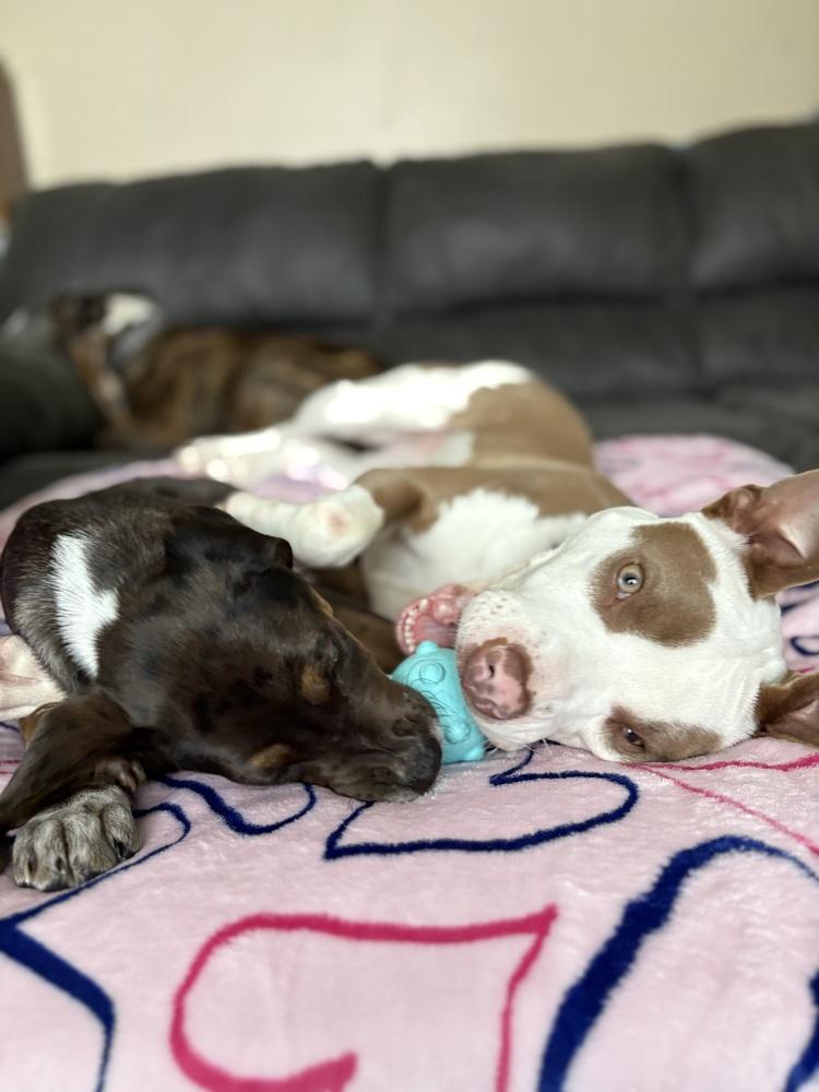 Enlarge Brawnie, a Adoptable mixed breed in Plymouth, MI image 3/6