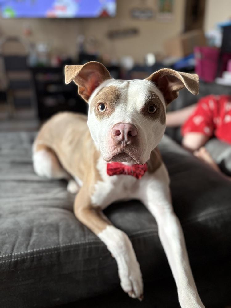 Enlarge Brawnie, a Adoptable mixed breed in Plymouth, MI image 3/4