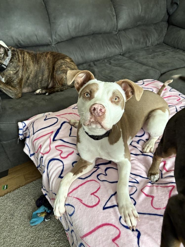 Enlarge Brawnie, a Adoptable mixed breed in Plymouth, MI image 3/3