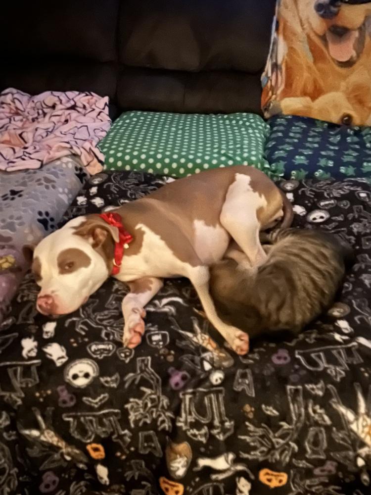 Enlarge Brawnie, a Adoptable mixed breed in Plymouth, MI image 5/6