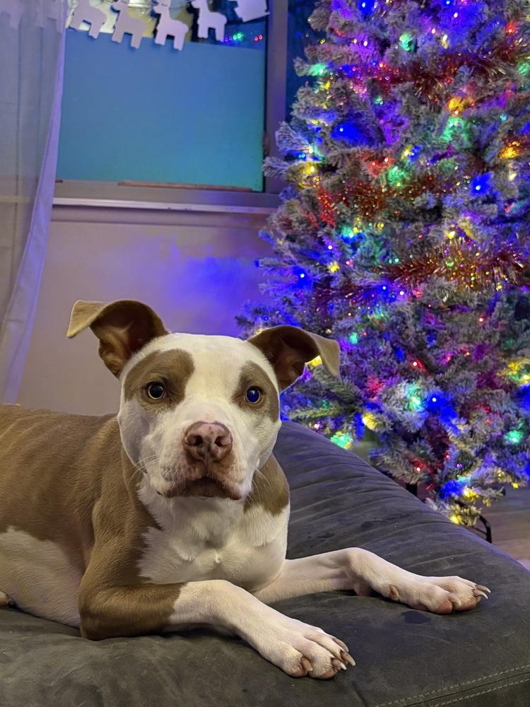 Enlarge Brawnie, a Adoptable mixed breed in Plymouth, MI image 6/6