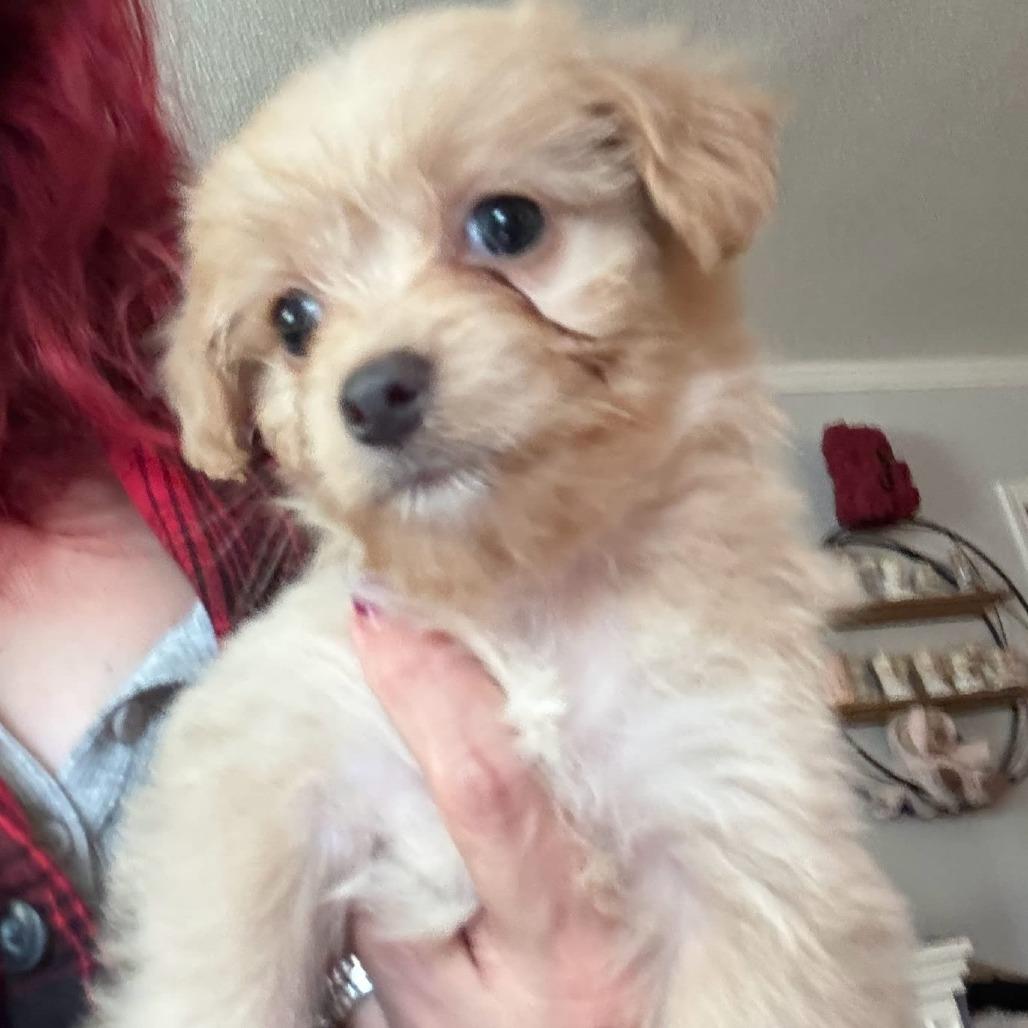 Pearl, Adoptable, Puppy Female Beagle & Maltese.