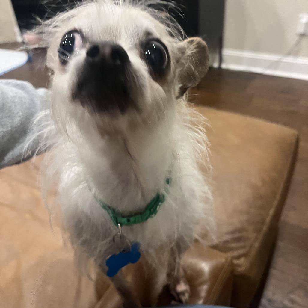 Scrappy, Adoptable, Adult Female Chihuahua & Mixed Breed.