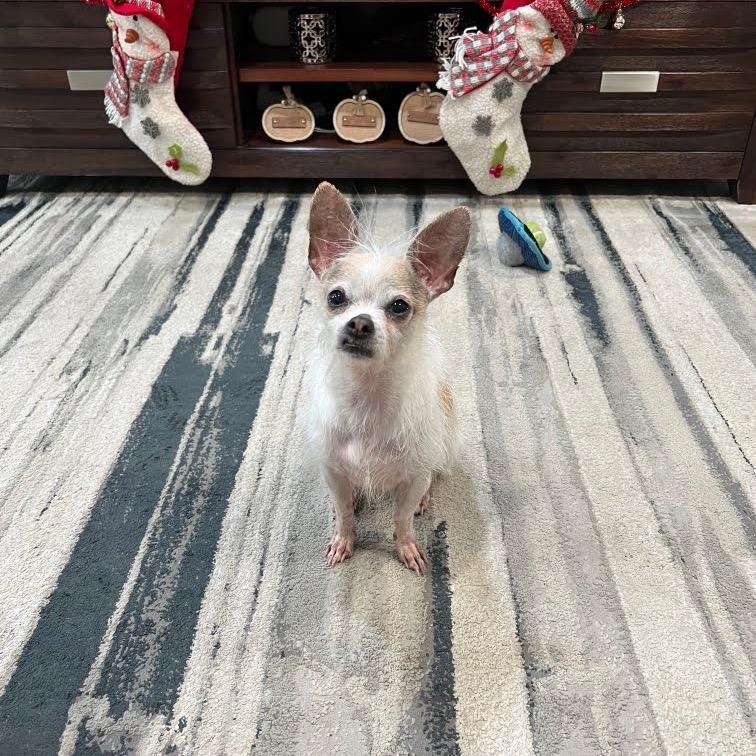 Enlarge Scrappy, a Adoptable mixed breed in Tacoma, WA image 2/6