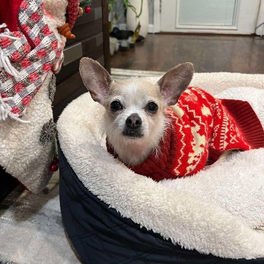 Enlarge Scrappy, a Adoptable mixed breed in Tacoma, WA image 3/6