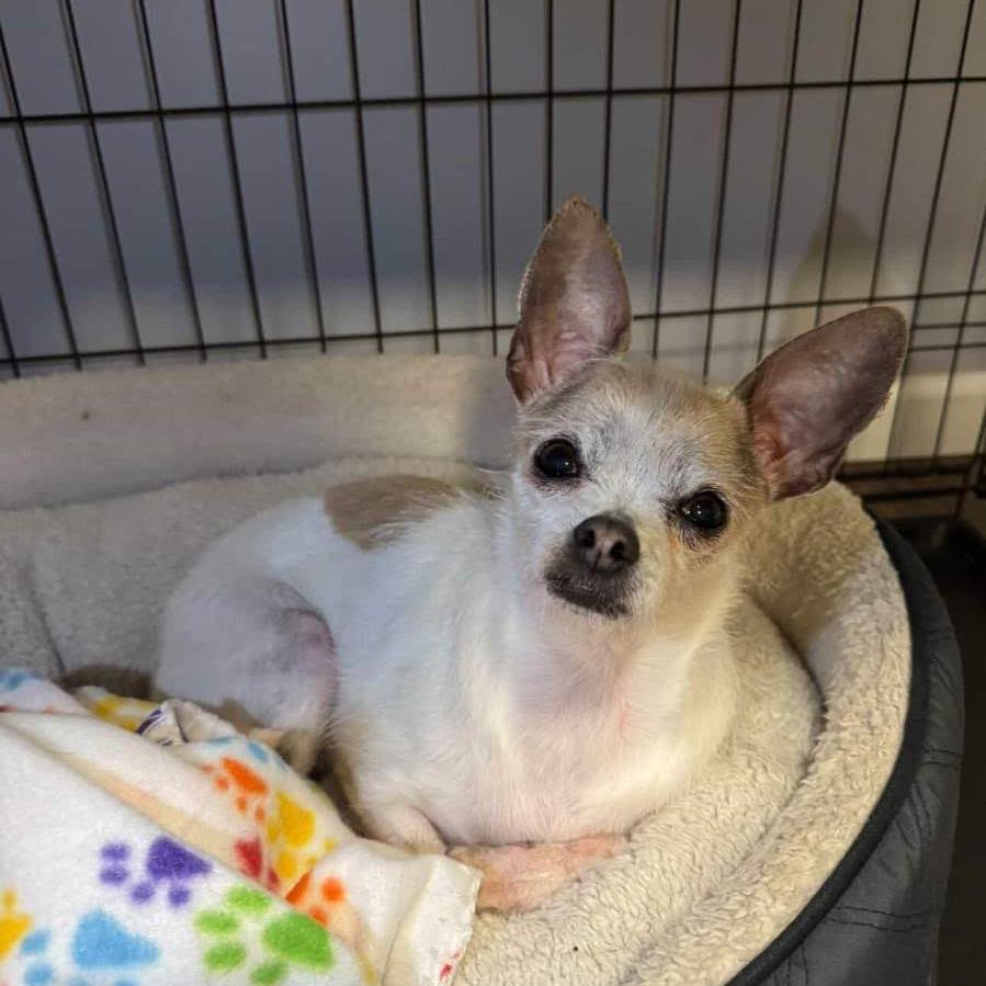 Enlarge Scrappy, a Adoptable mixed breed in Tacoma, WA image 4/6