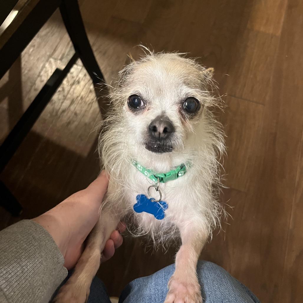 Enlarge Scrappy, a Adoptable mixed breed in Tacoma, WA image 5/6