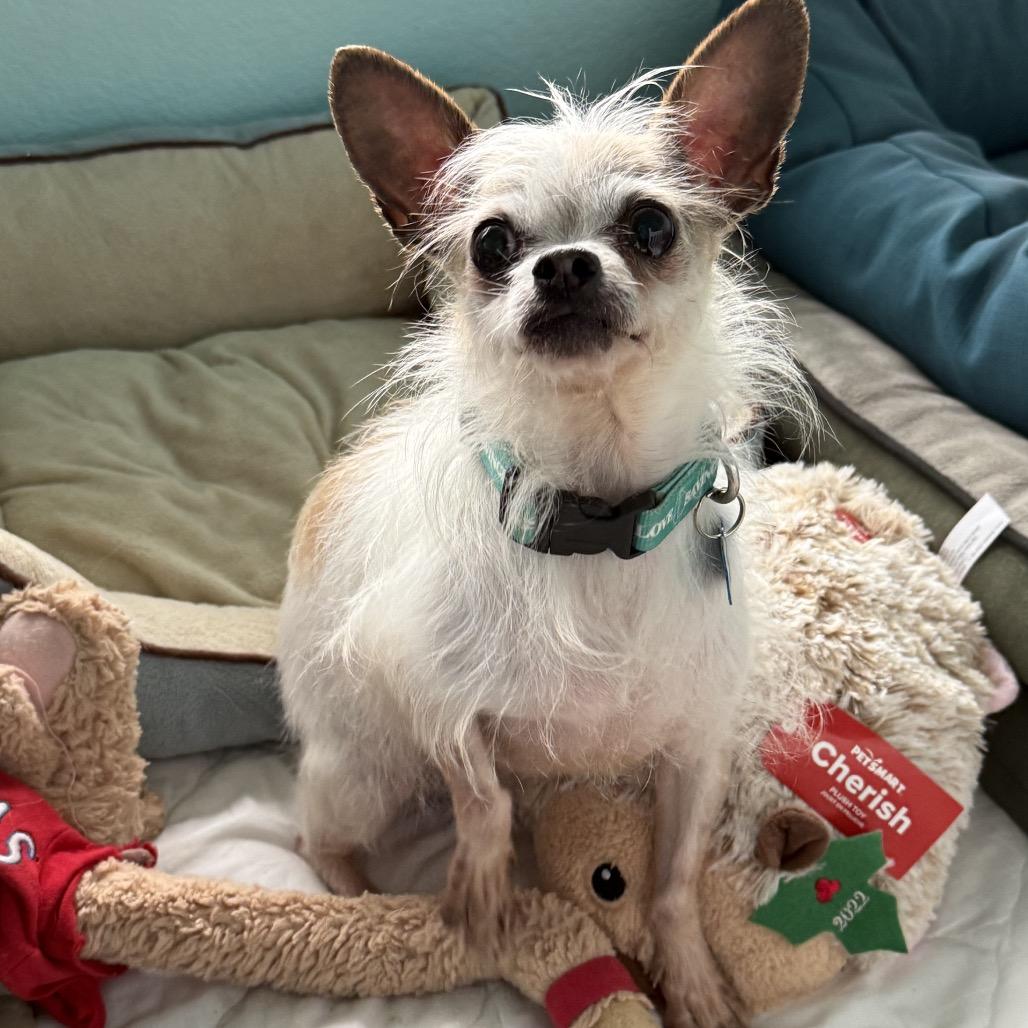 Enlarge Scrappy, a Adoptable mixed breed in Tacoma, WA image 6/6