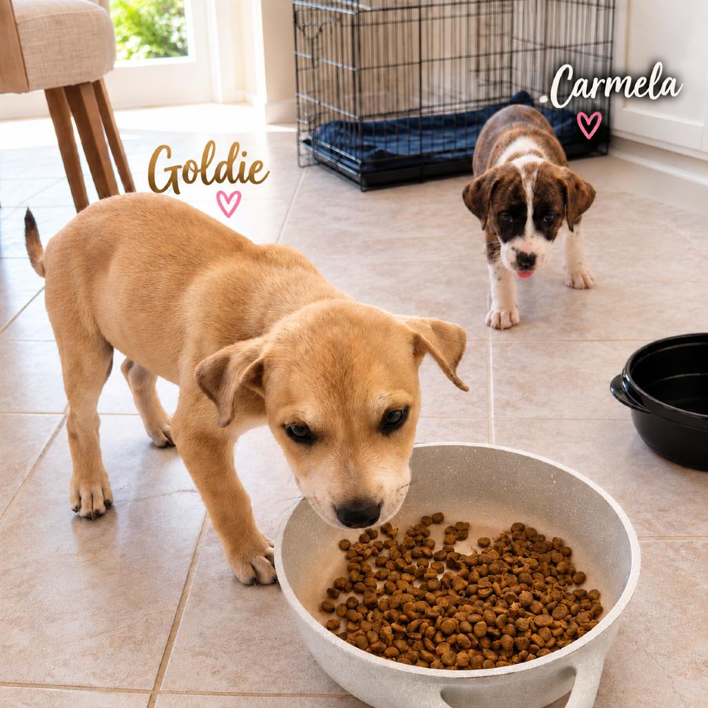 Enlarge Goldie, a Adoptable mixed breed in Phoenix, AZ image 1/6