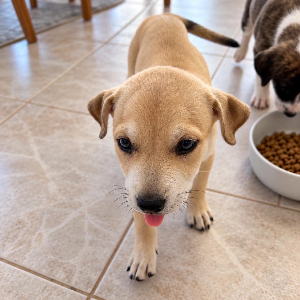 Enlarge Goldie, a Adoptable mixed breed in Phoenix, AZ image 2/6