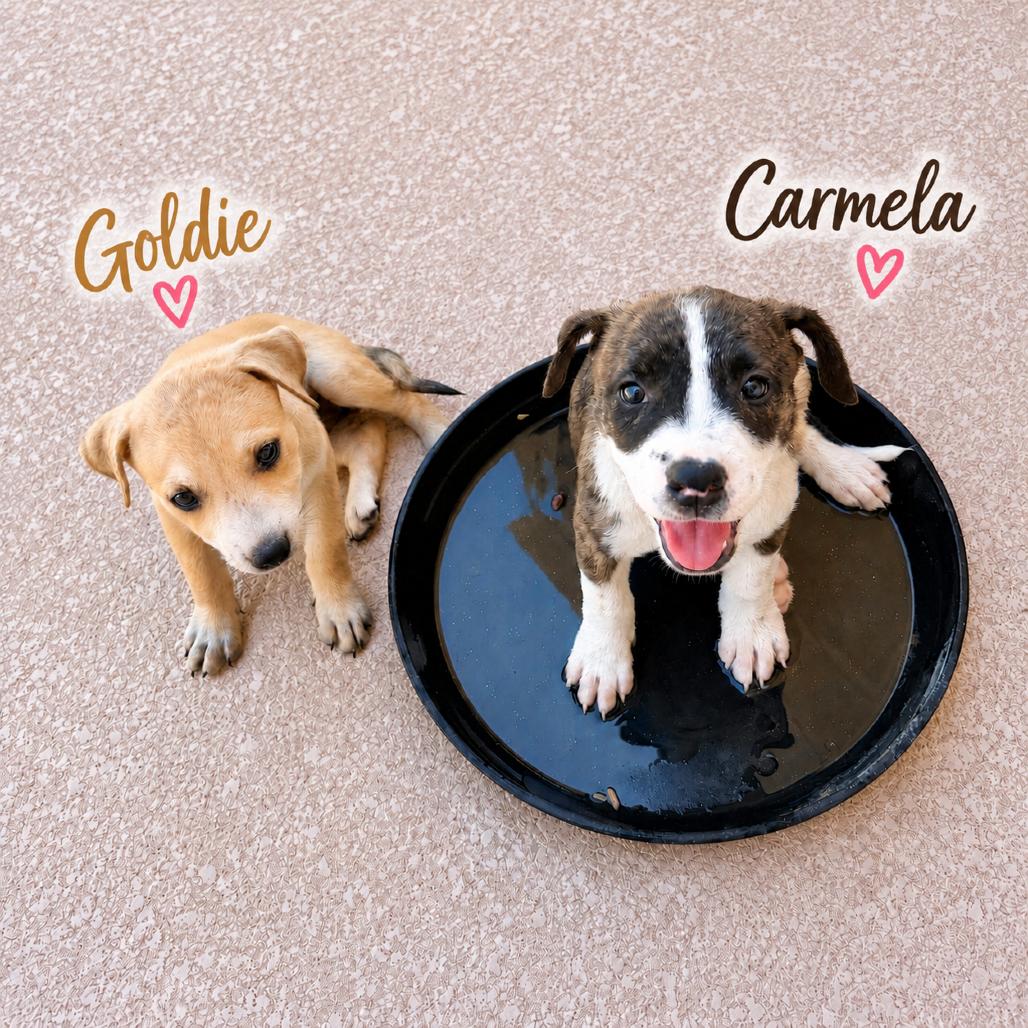 Enlarge Goldie, a Adoptable mixed breed in Phoenix, AZ image 3/6