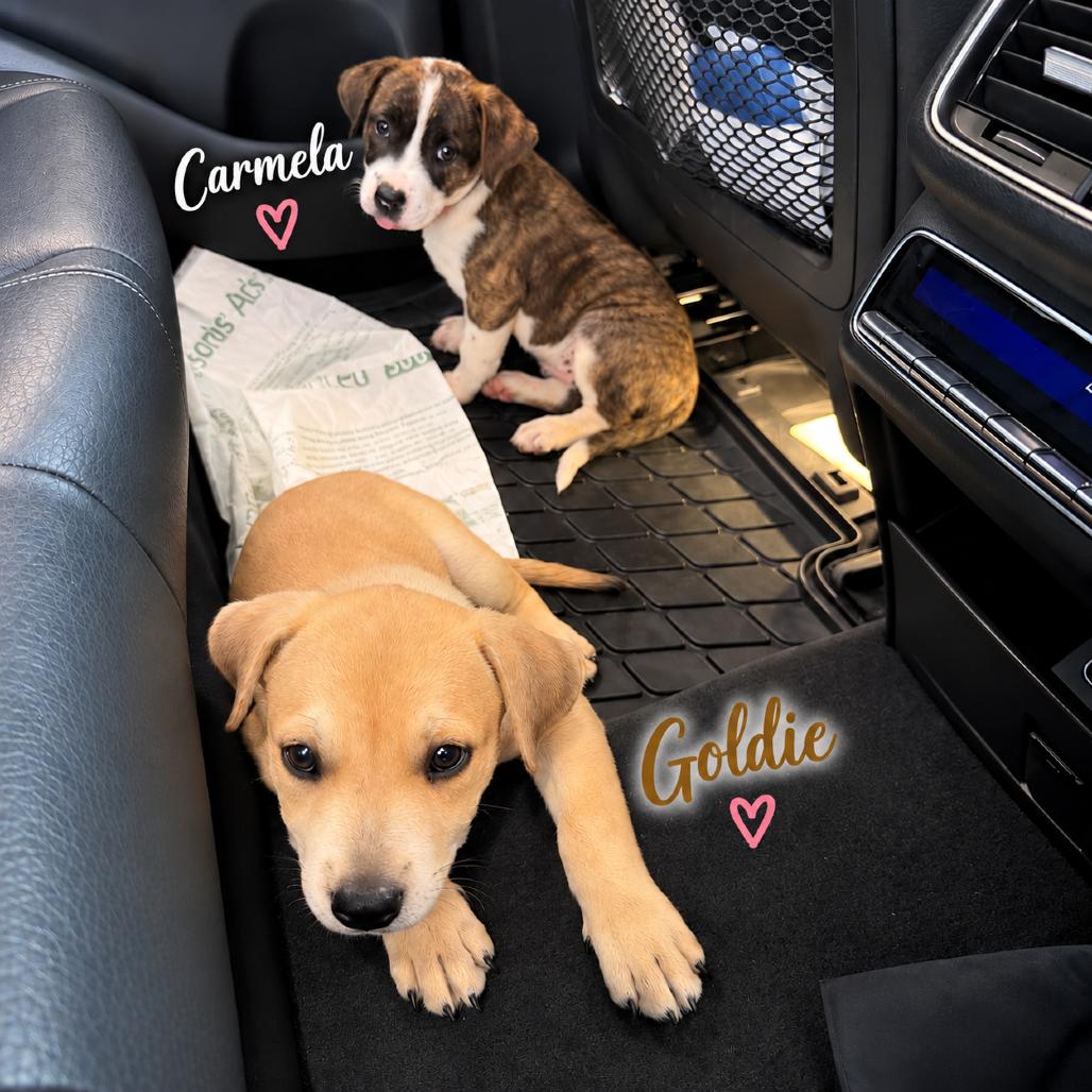 Enlarge Goldie, a Adoptable mixed breed in Phoenix, AZ image 5/6