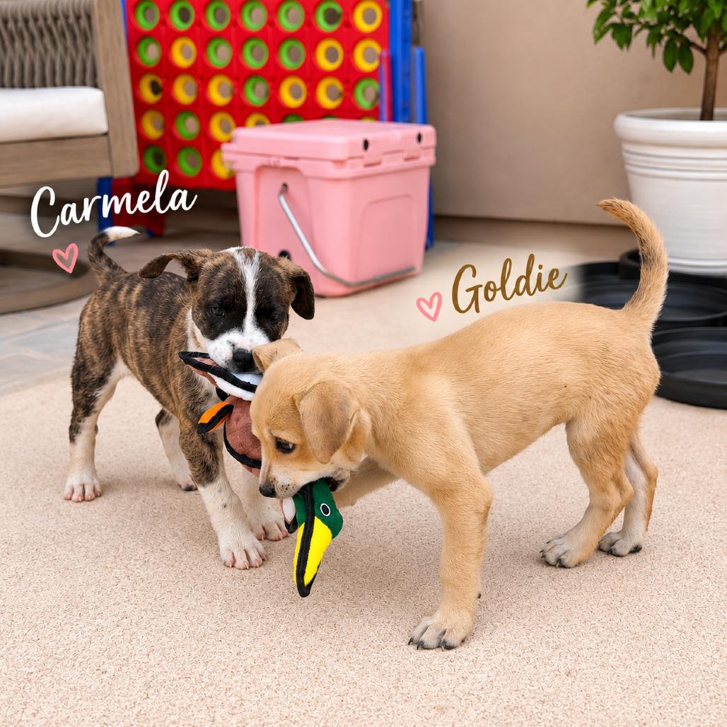 Enlarge Goldie, a Adoptable mixed breed in Phoenix, AZ image 6/6