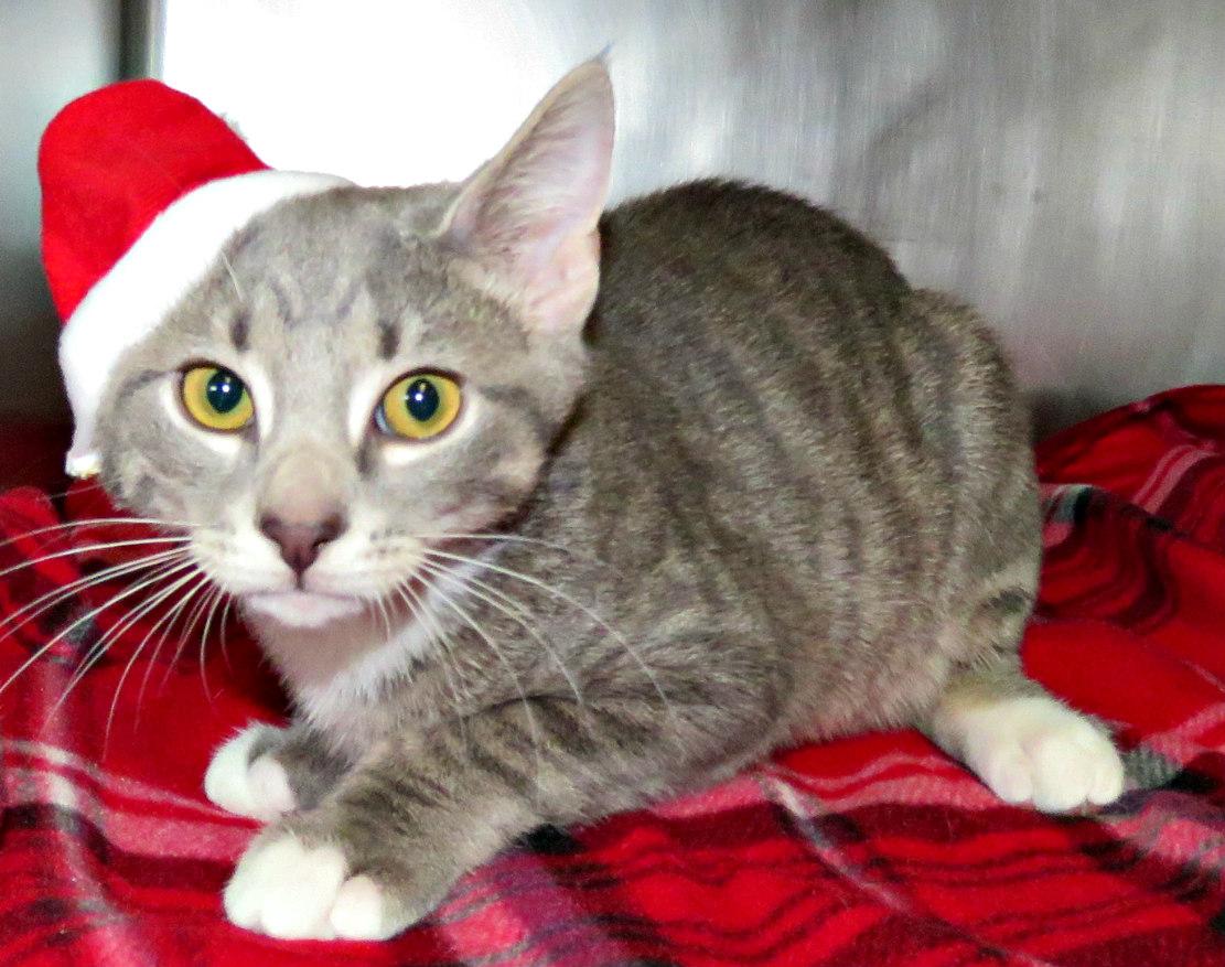 Abbott, Adoptable, Kitten Male Domestic Short Hair.