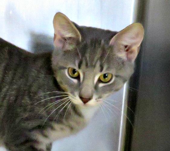 Enlarge Abbott, a Adoptable mixed breed in Lexington, VA image 2/3