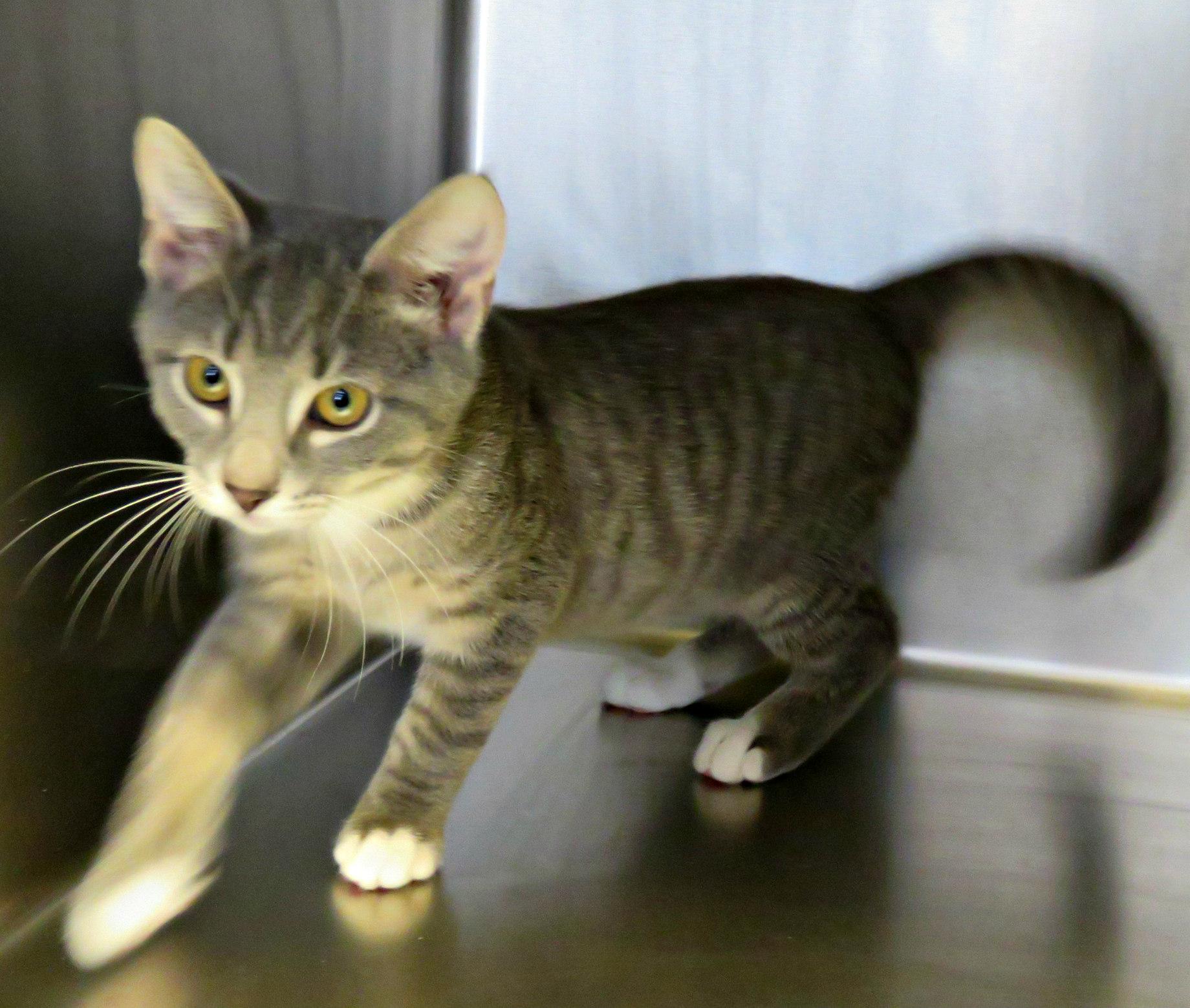 Enlarge Abbott, a Adoptable mixed breed in Lexington, VA image 3/3