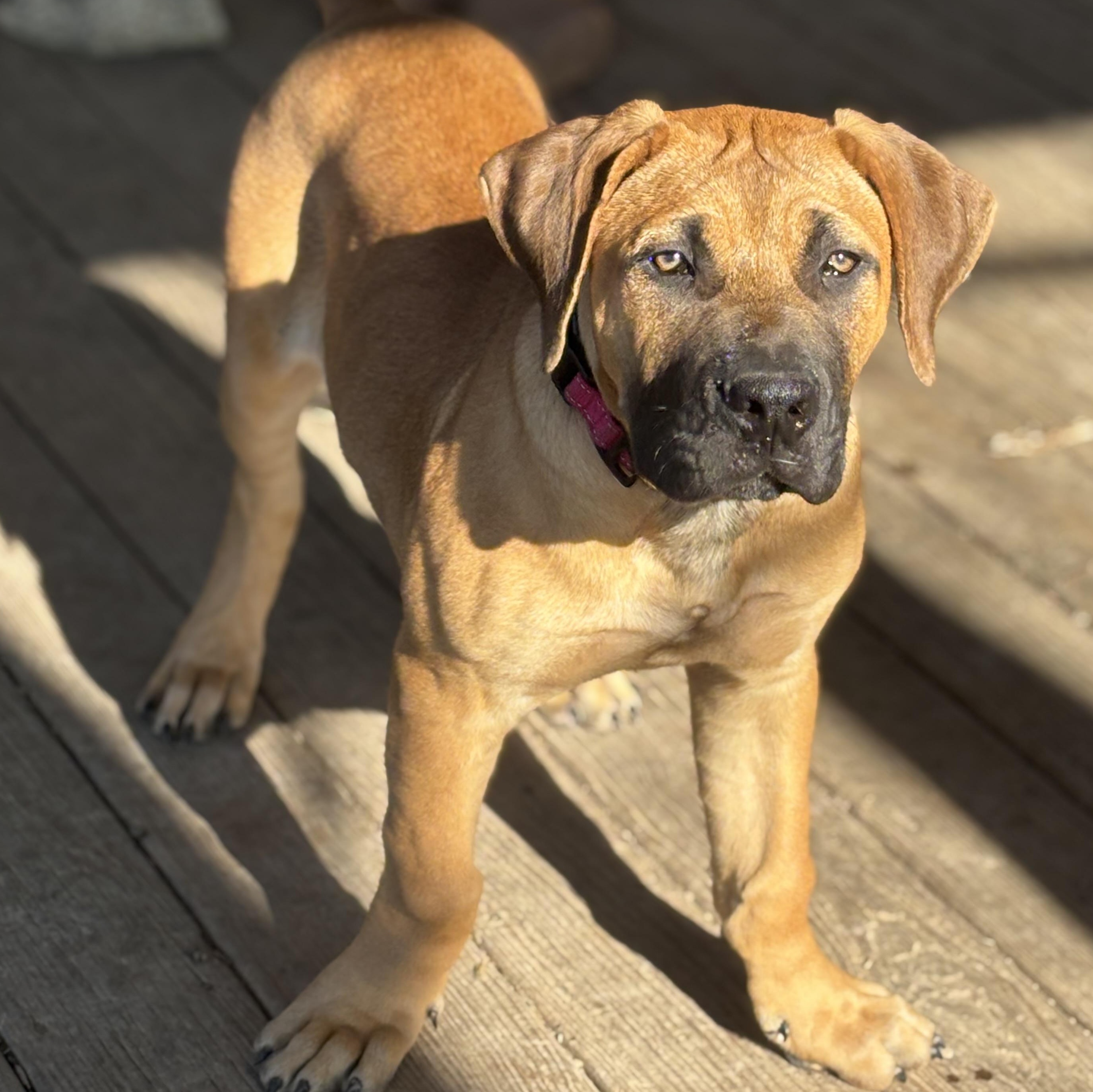 Mateo, adopted, Young Male Boerboel.