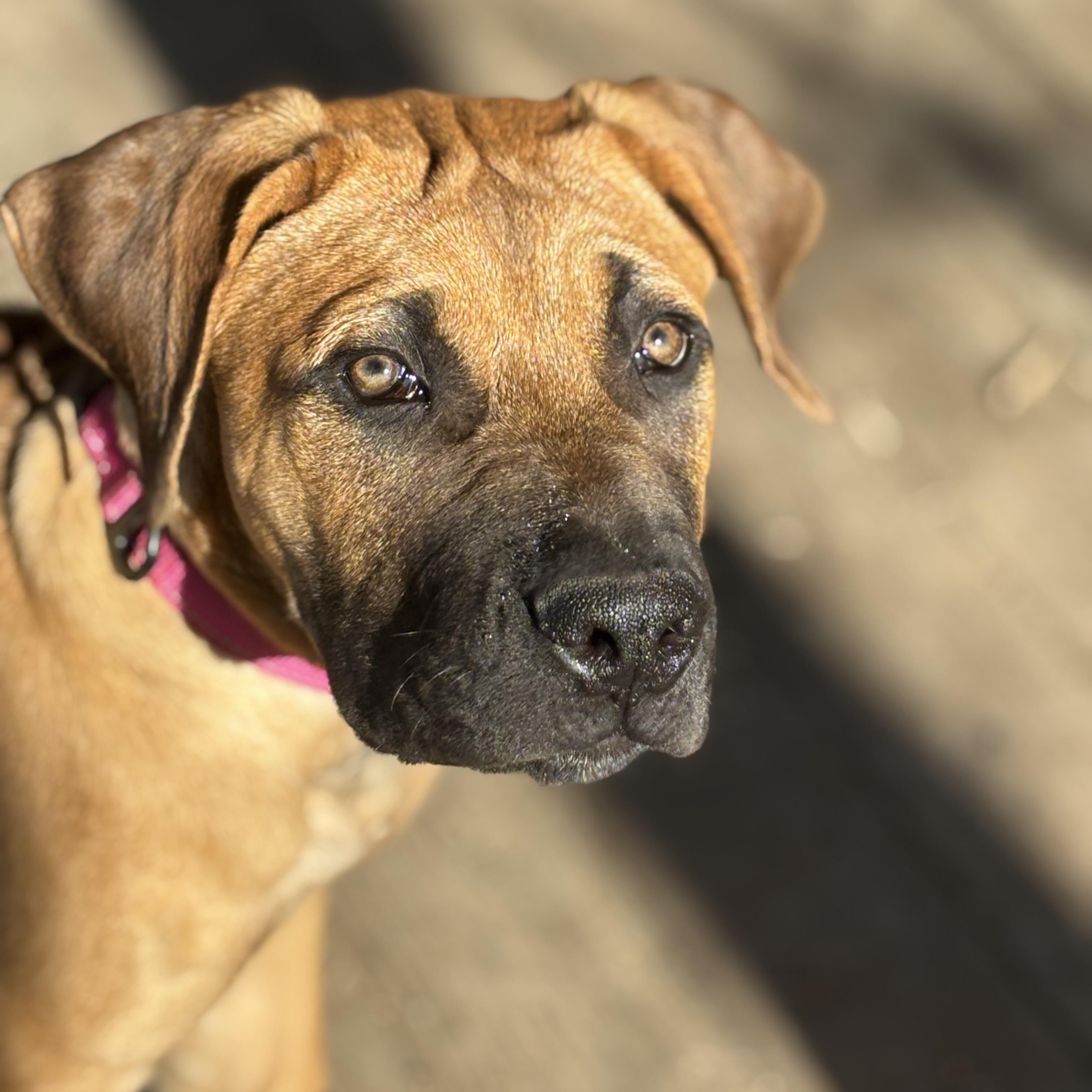 Enlarge Mateo, an adopted Boerboel in Russellville, OH image 2/6