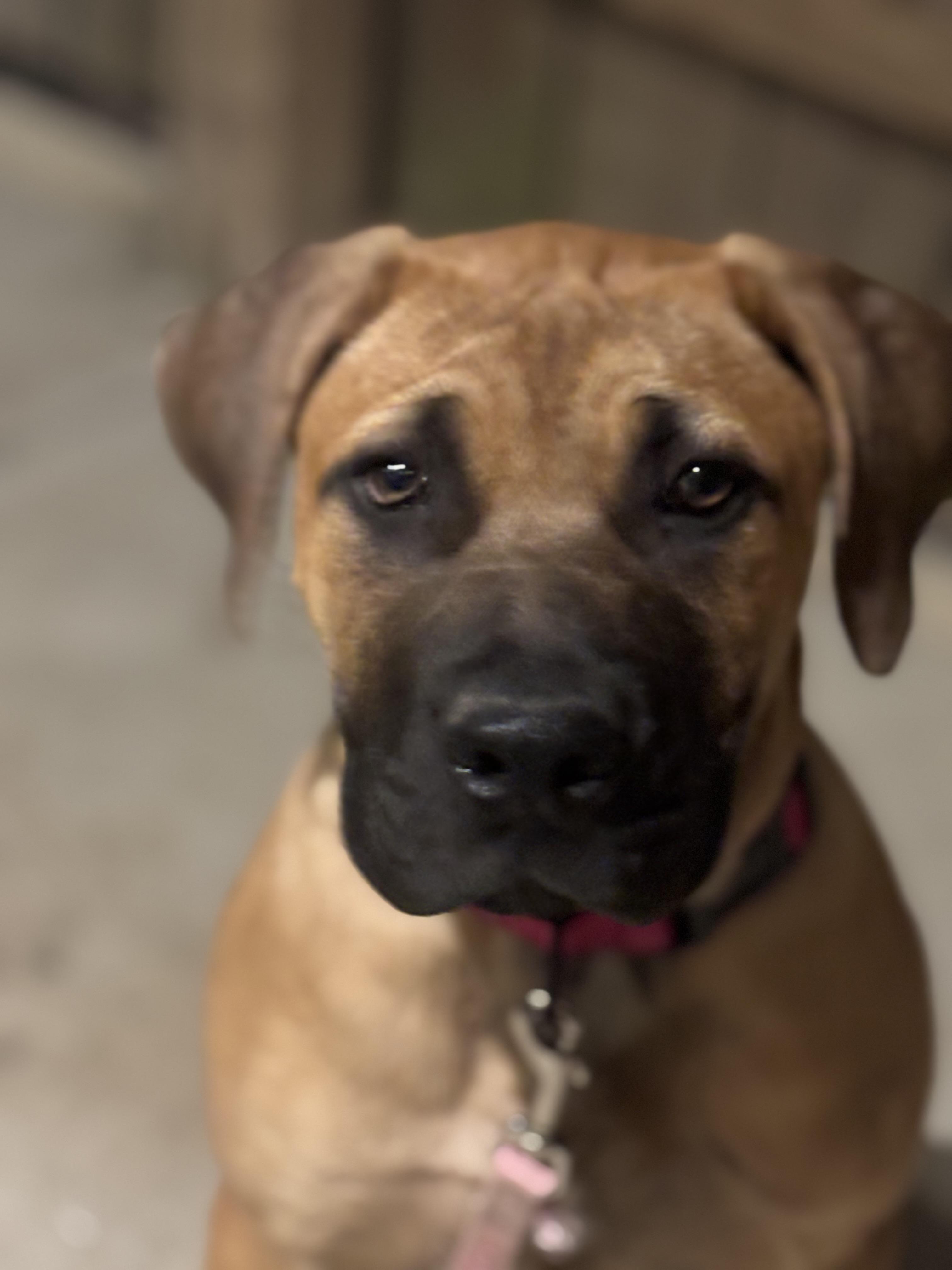 Enlarge Mateo, an adopted Boerboel in Russellville, OH image 3/6