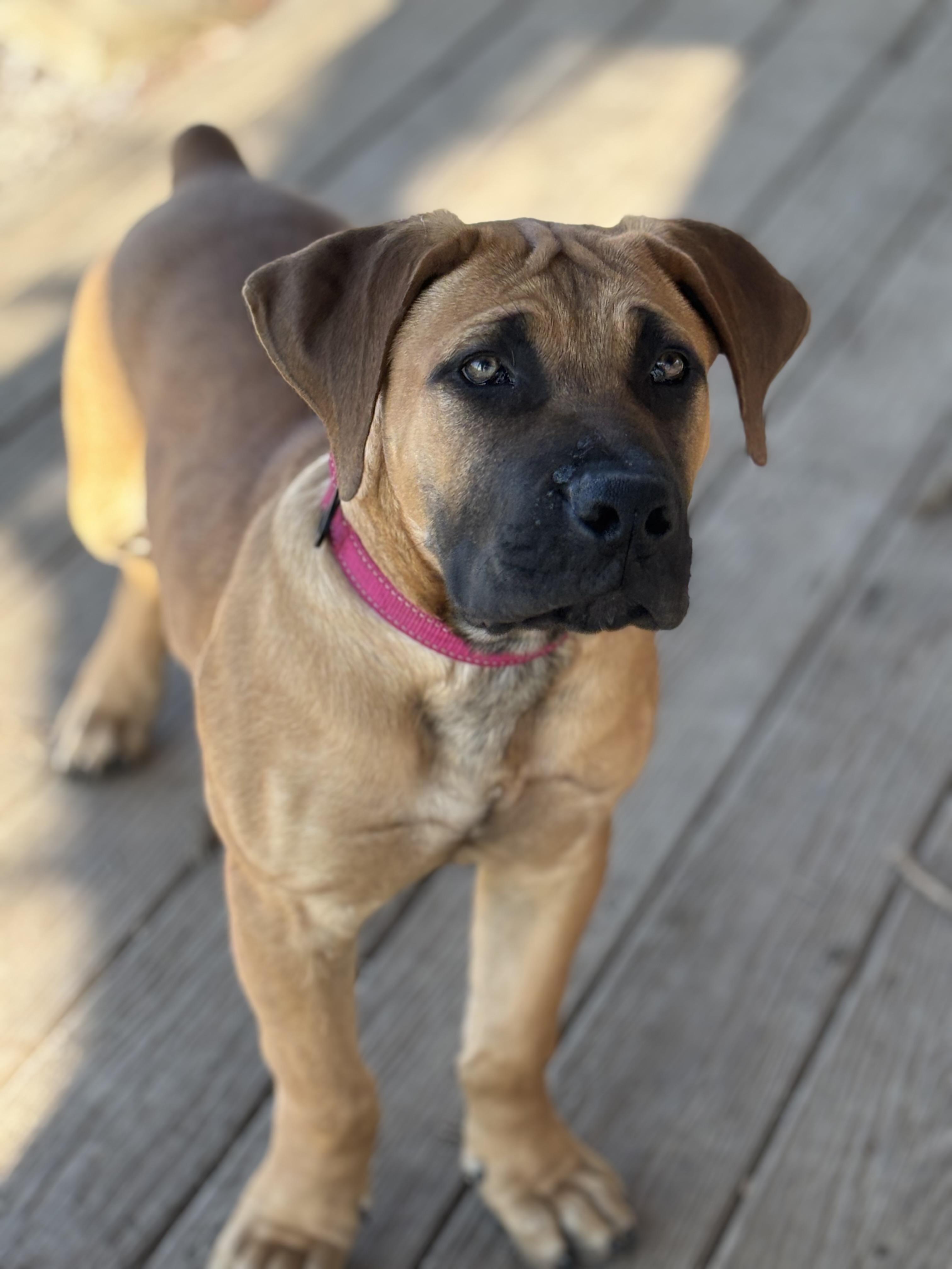 Enlarge Mateo, an adopted Boerboel in Russellville, OH image 4/6