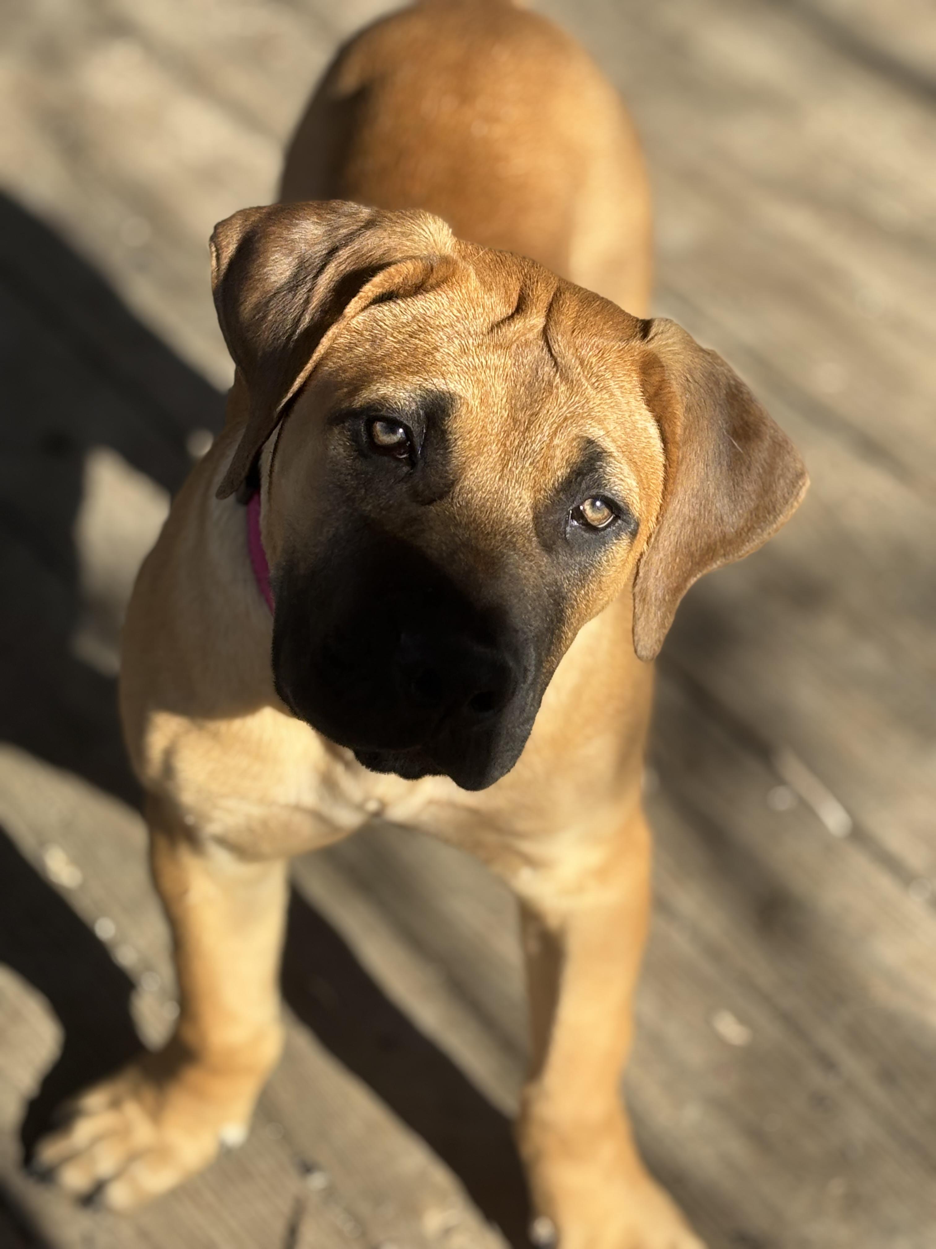 Enlarge Mateo, an adopted Boerboel in Russellville, OH image 5/6