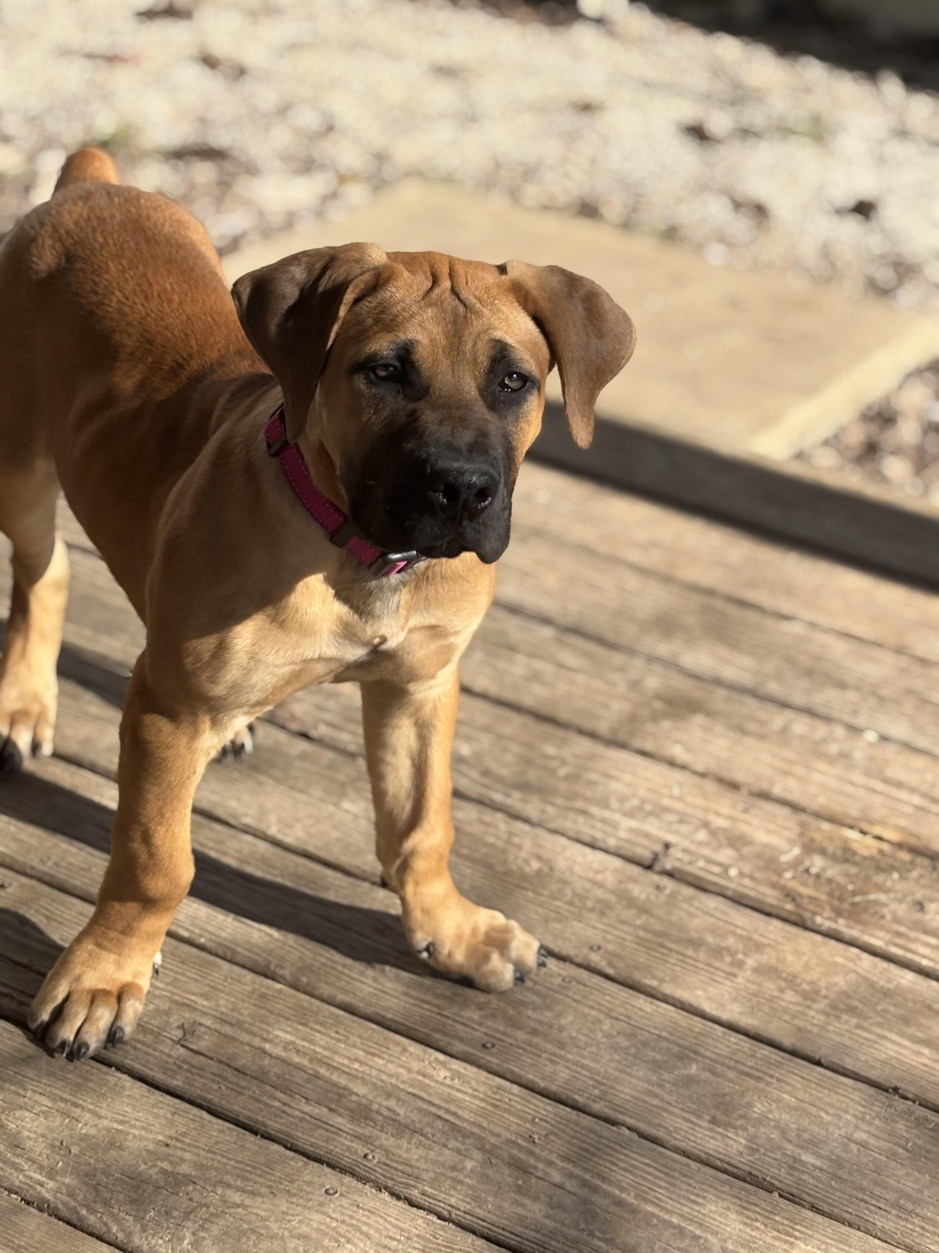 Enlarge Mateo, an adopted Boerboel in Russellville, OH image 6/6