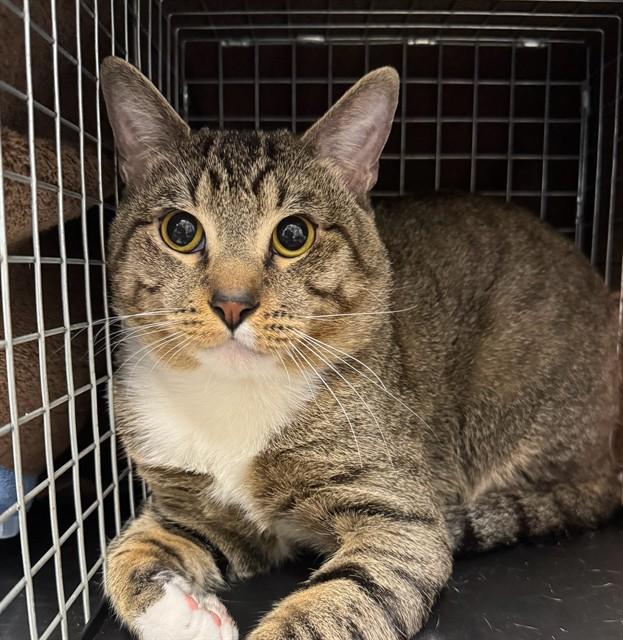 MARTY, Adoptable, Young Male Domestic Short Hair.