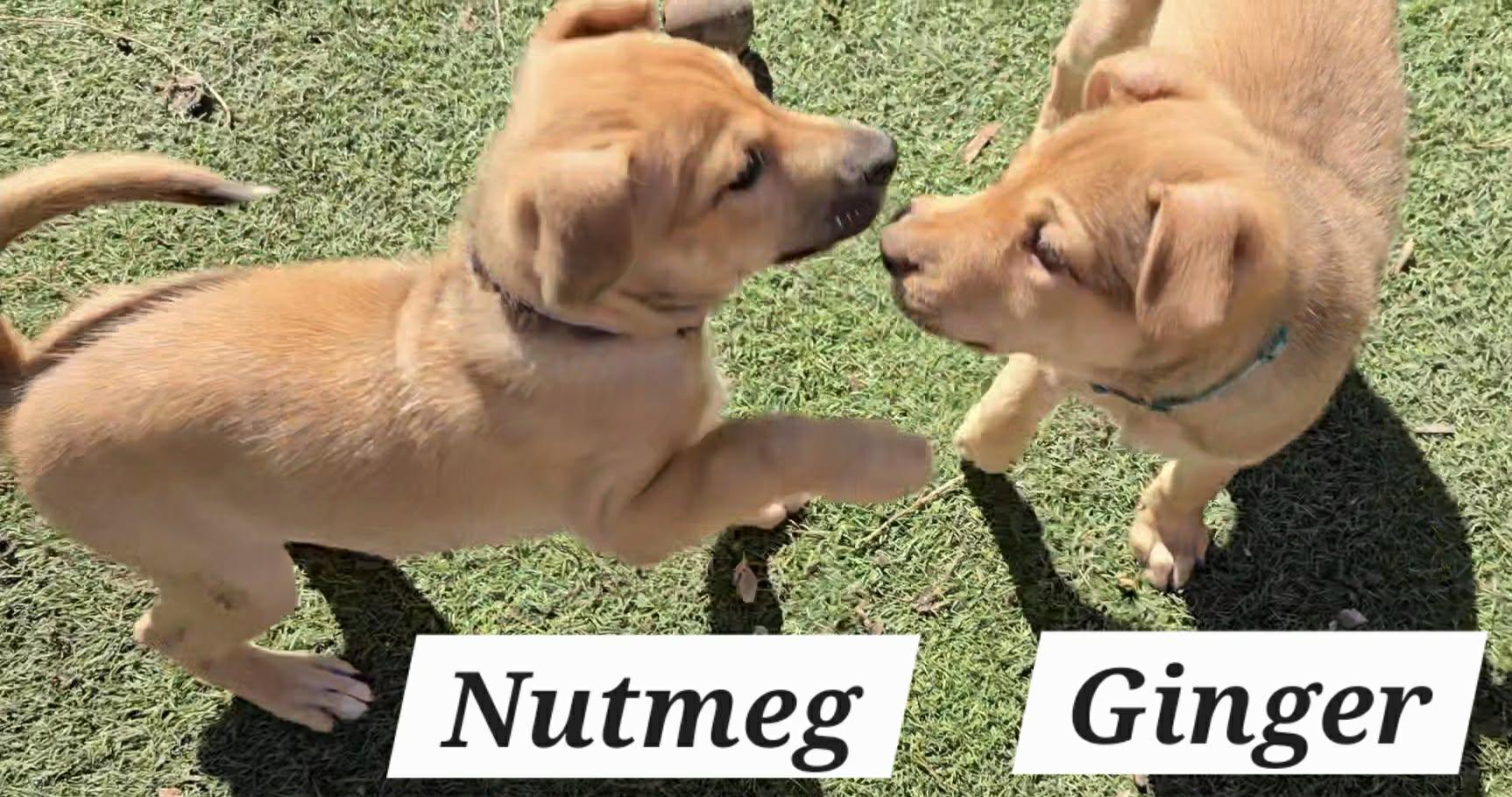 Ginger JA — thumbnail 2