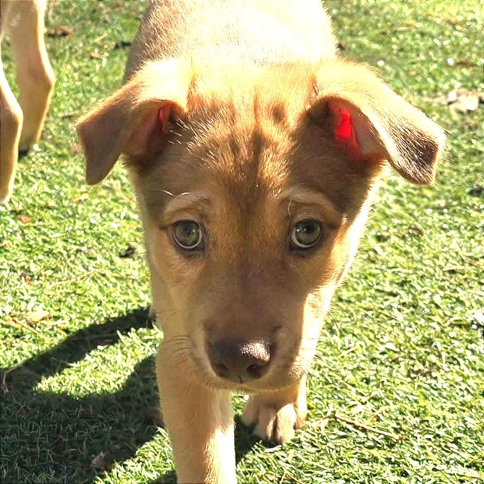 Ginger JA — thumbnail 3