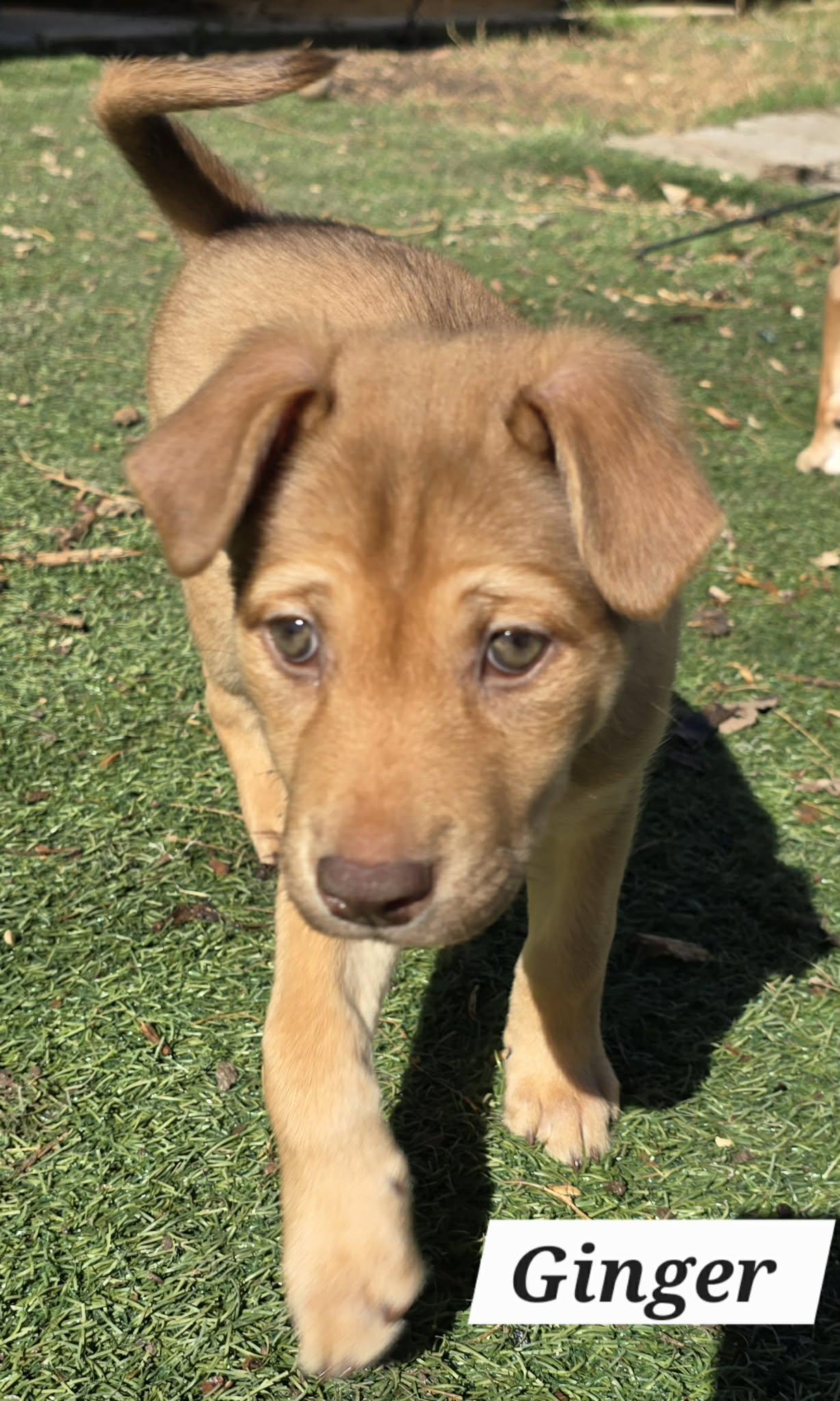 Ginger JA — thumbnail 5