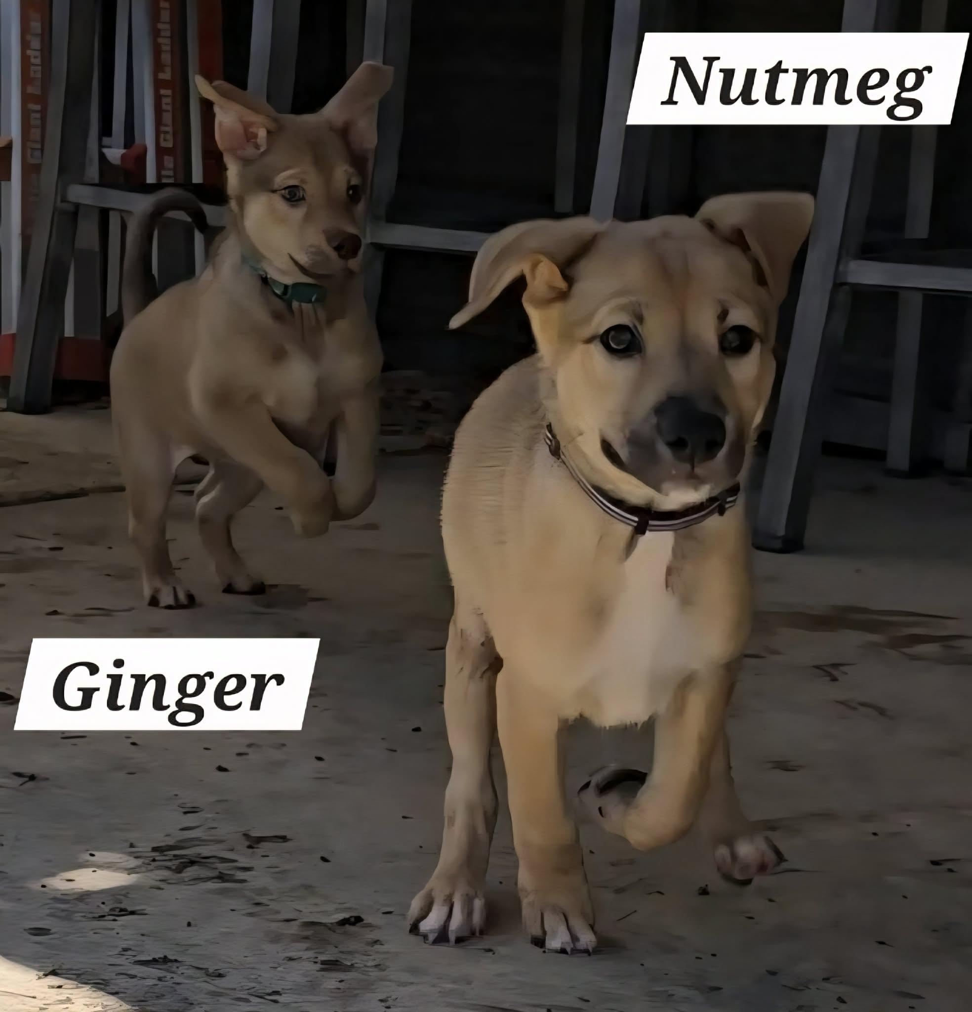 Ginger JA — thumbnail 6