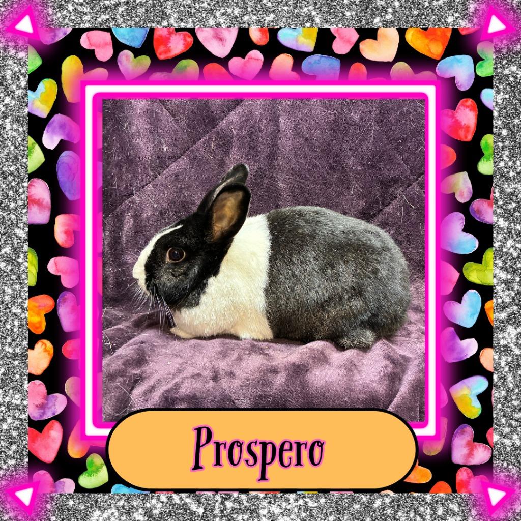 Prospero, Adoptable, Adult Male Dutch.