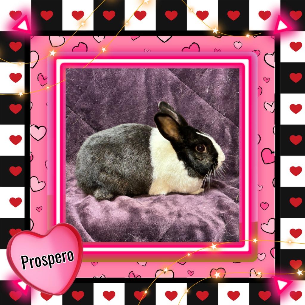 Enlarge Prospero, a Adoptable Dutch in Elizabethtown, KY image 4/4