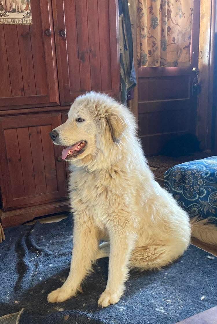 Enlarge Flora, a Adoptable Great Pyrenees in Bountiful, UT image 1/1