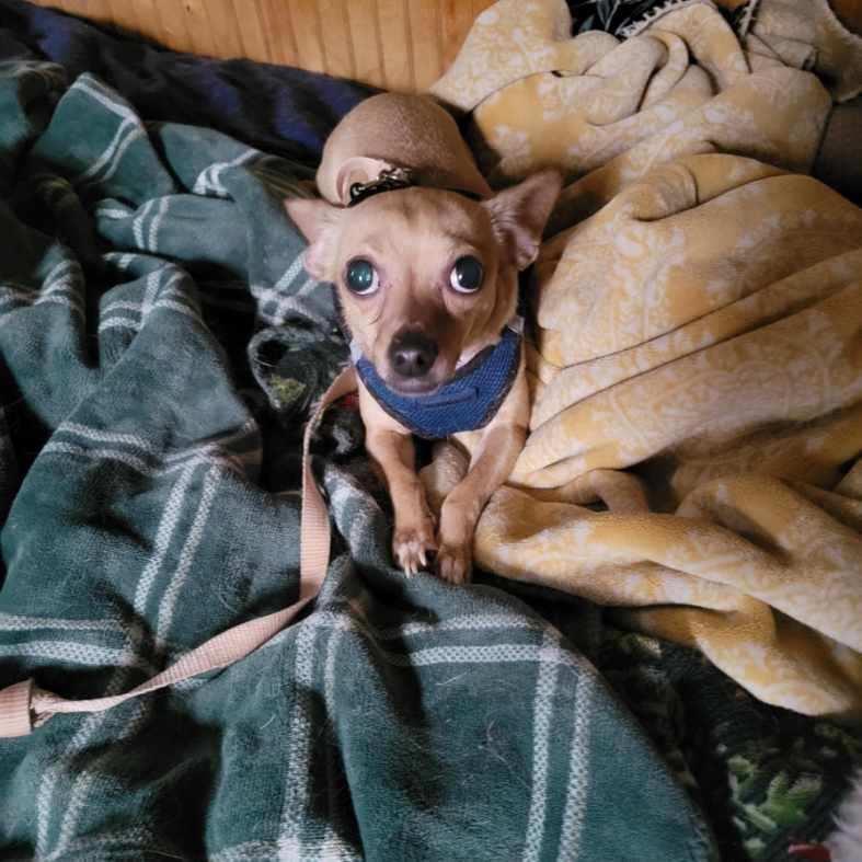 Enlarge Meadow, a Adoptable Chihuahua in Jefferson Hills, PA image 1/3