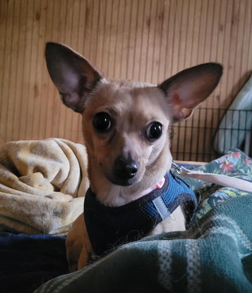 Enlarge Meadow, a Adoptable Chihuahua in Jefferson Hills, PA image 2/3