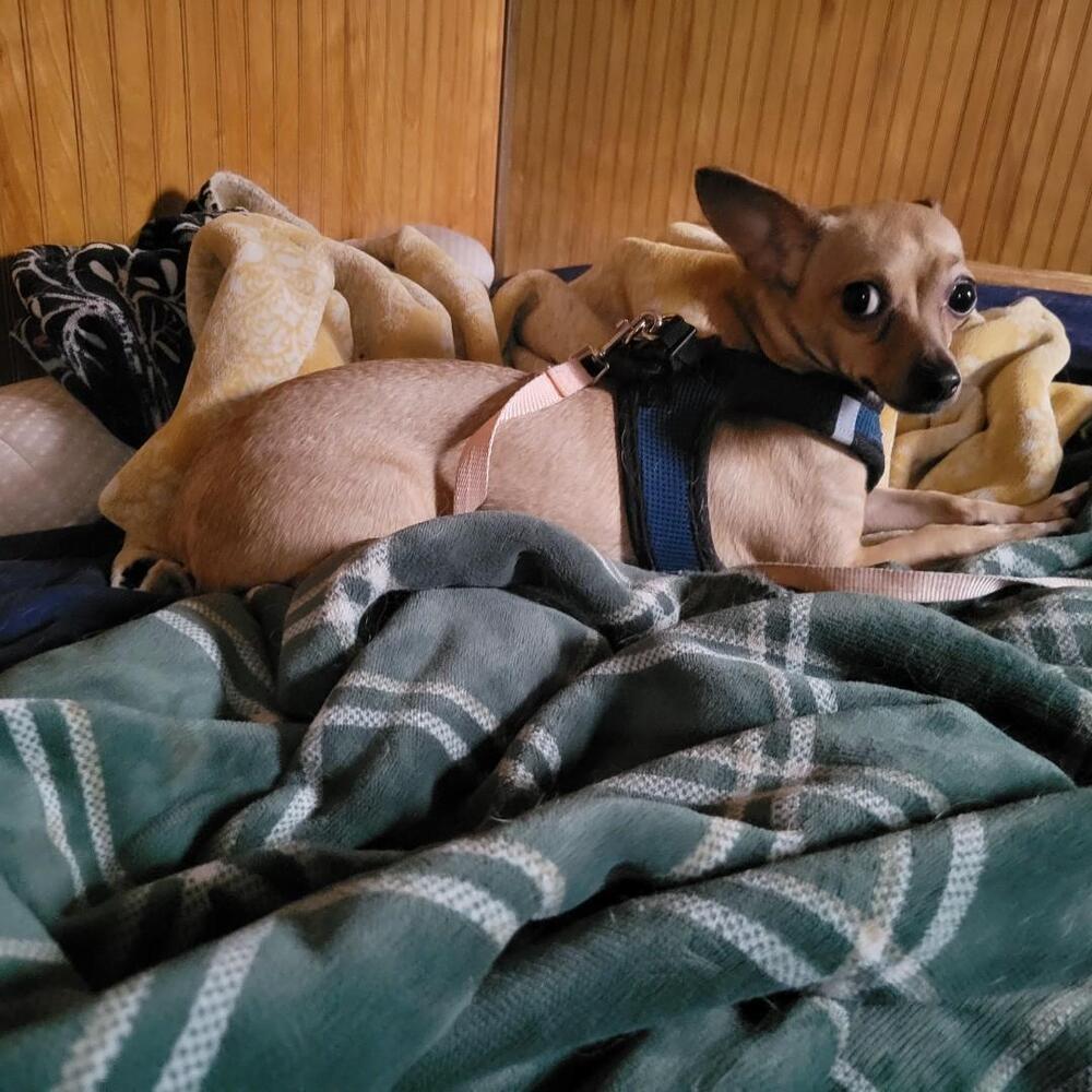 Enlarge Meadow, a Adoptable Chihuahua in Jefferson Hills, PA image 3/3
