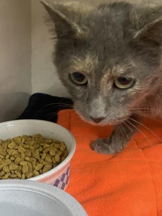 Enlarge Aurora, a ADOPTABLE Domestic Short Hair in Belleville, MI image 2/2
