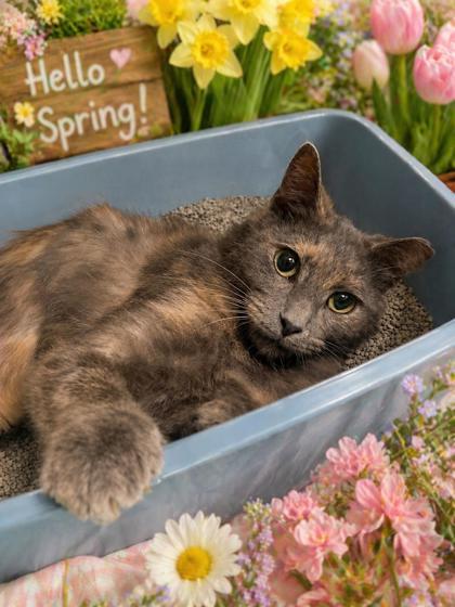 Enlarge Aurora, a ADOPTABLE Domestic Short Hair in Belleville, MI image 1/2