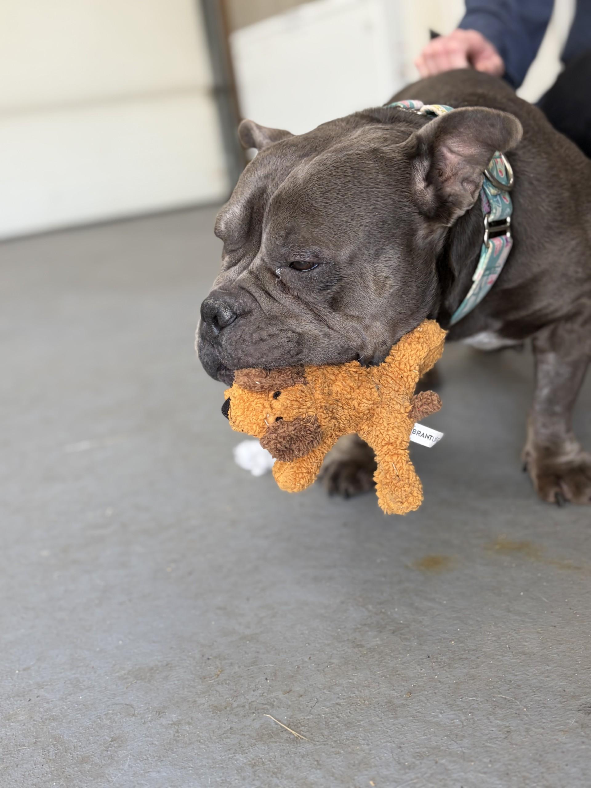 Enlarge Jacky, a ADOPTABLE mixed breed in Cranston, RI image 1/1