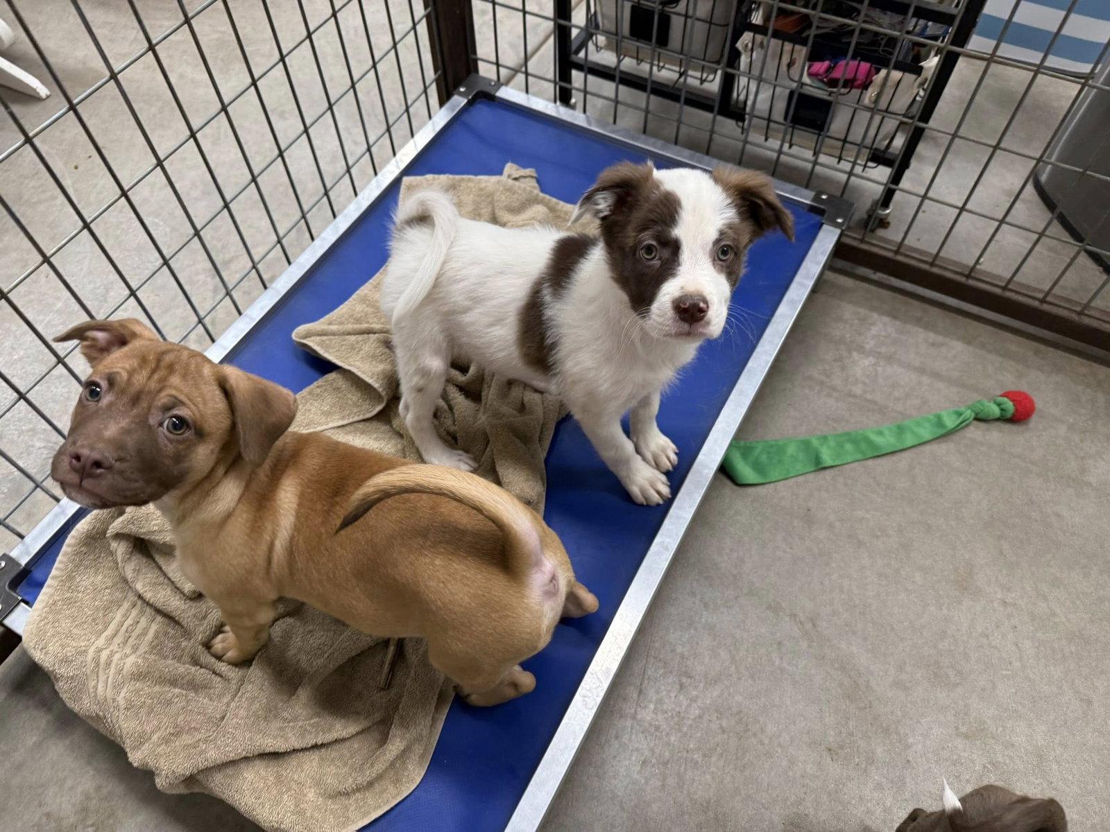 Enlarge Lonny, a Adoptable mixed breed in Phoenix, AZ image 1/2