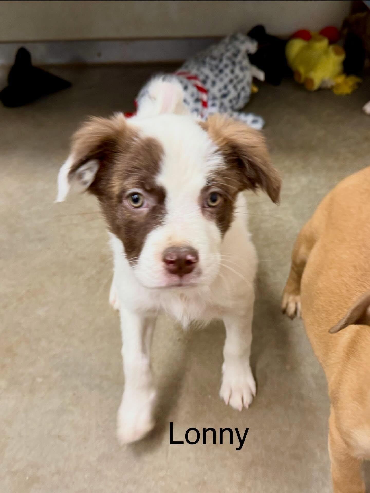 Enlarge Lonny, a Adoptable mixed breed in Phoenix, AZ image 2/2