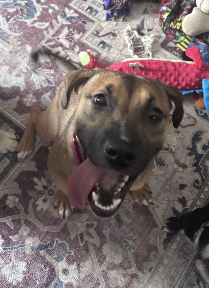 Enlarge Marnie, a Adoptable mixed breed in Fremont, NE image 1/4