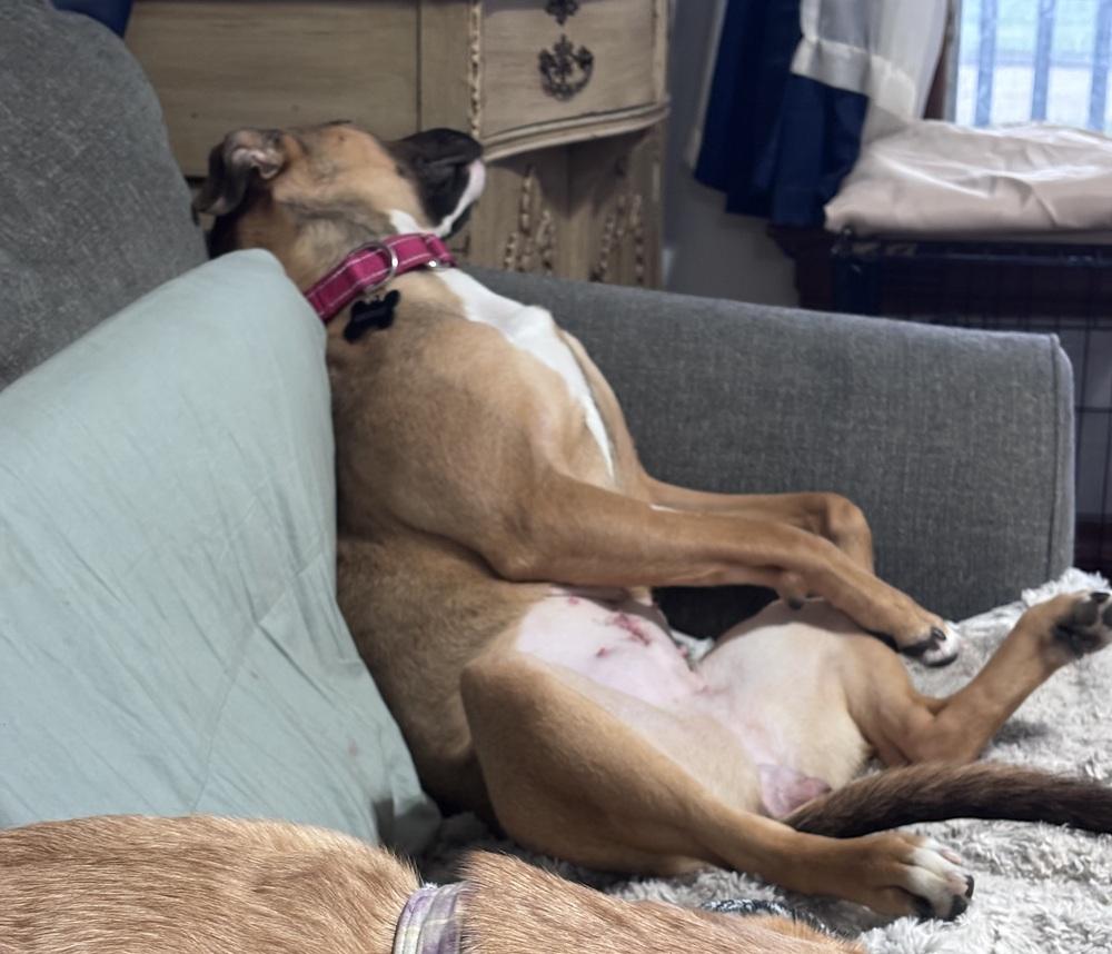 Enlarge Marnie, a Adoptable mixed breed in Fremont, NE image 2/4
