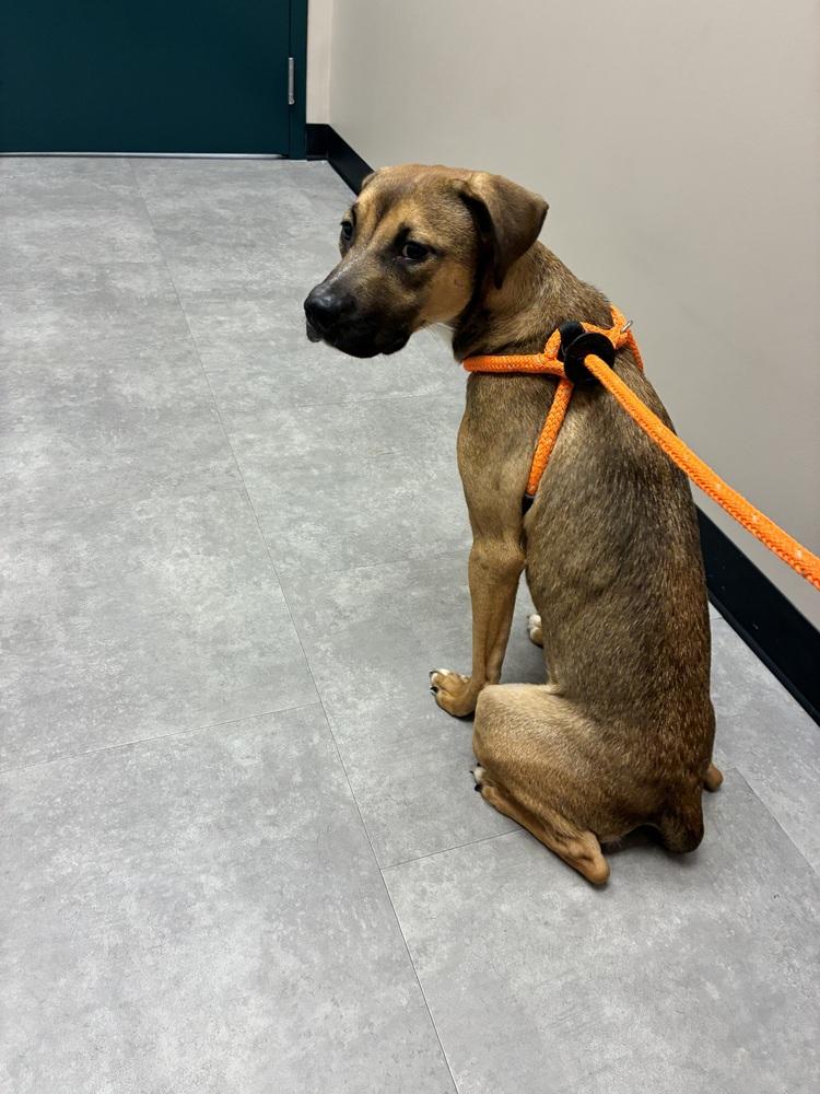 Enlarge Marnie, a Adoptable mixed breed in Fremont, NE image 4/4