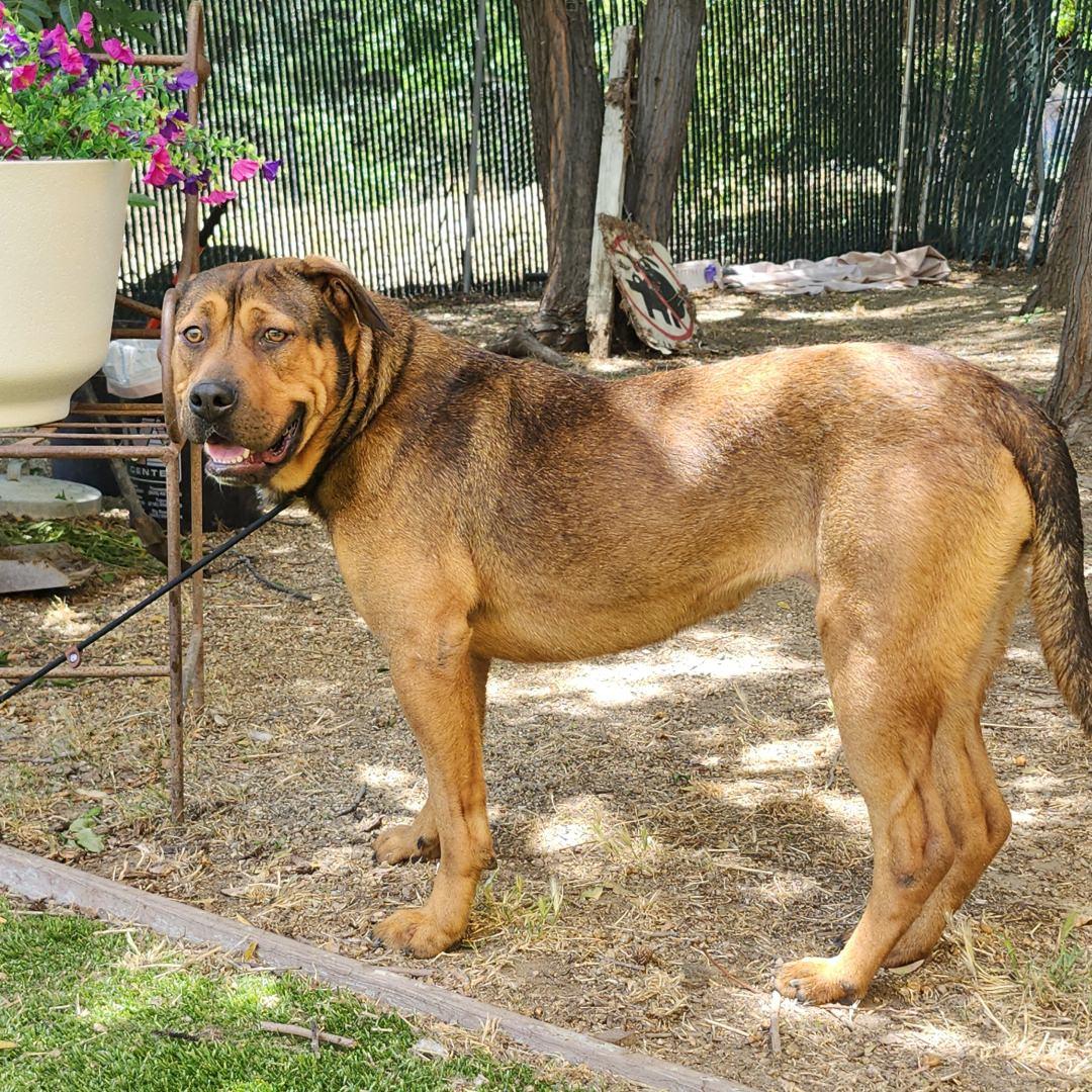 Enlarge Flora, an adopted mixed breed in Burbank, CA image 4/6