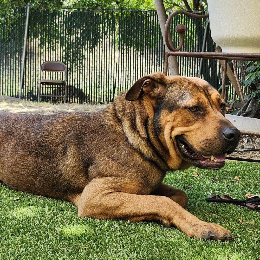 Enlarge Flora, an adopted mixed breed in Burbank, CA image 6/6