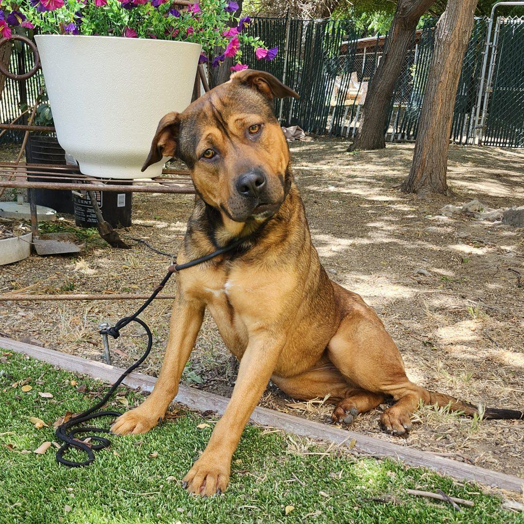 Enlarge Flora, an adopted mixed breed in Burbank, CA image 5/6