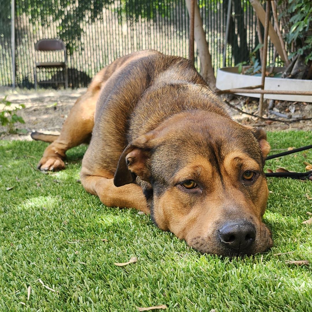 Enlarge Flora, an adopted mixed breed in Burbank, CA image 3/6